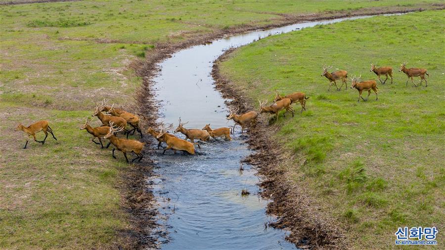 （环境）（5）江苏大丰麋鹿种群数达5681头