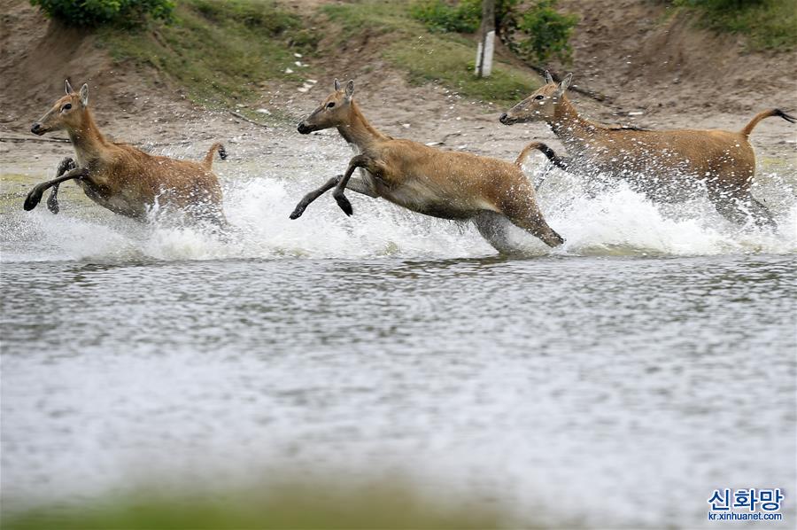（环境）（4）江苏大丰麋鹿种群数达5681头
