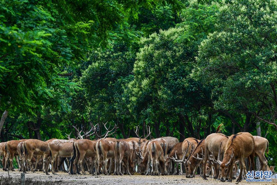 （环境）（7）江苏大丰麋鹿种群数达5681头
