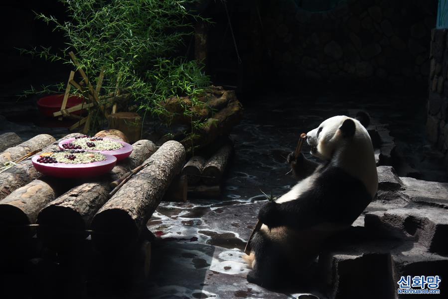 （社會）（1）濟南：大熊貓享清涼