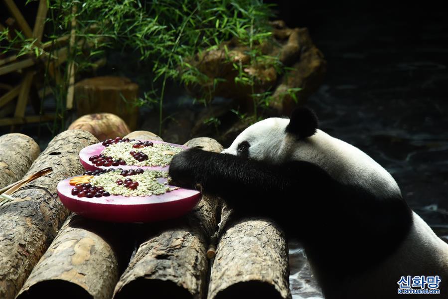 （社会）（2）济南：大熊猫享清凉