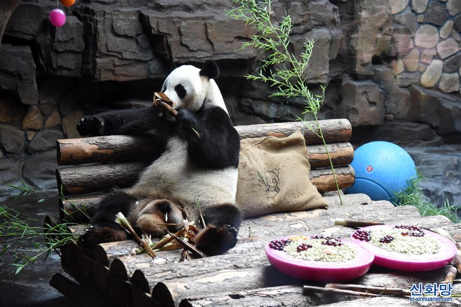 （社会）（3）济南：大熊猫享清凉