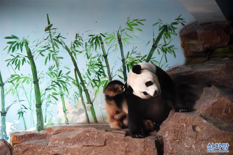 （社会）（4）济南：大熊猫享清凉