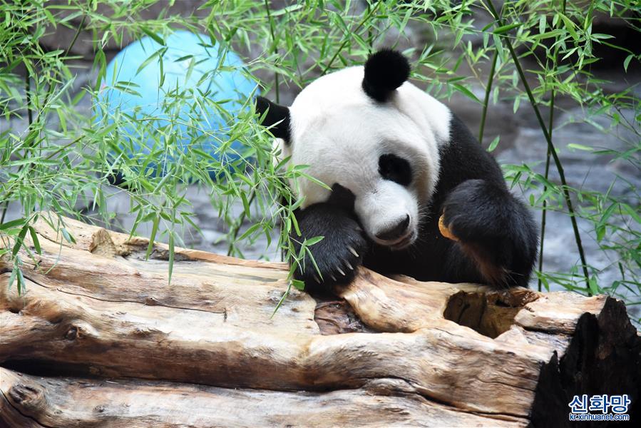 （社會）（5）濟南：大熊貓享清涼