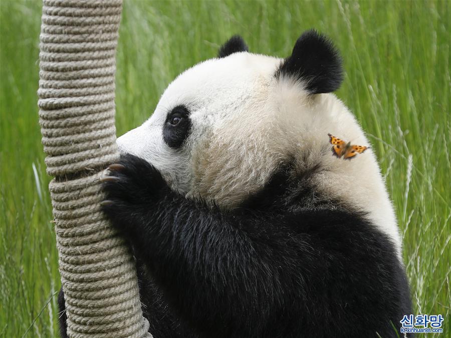 （环境）（3）九寨沟大熊猫园开园迎客