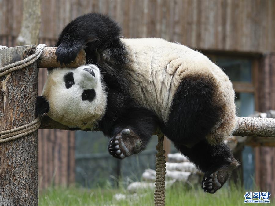 （环境）（5）九寨沟大熊猫园开园迎客