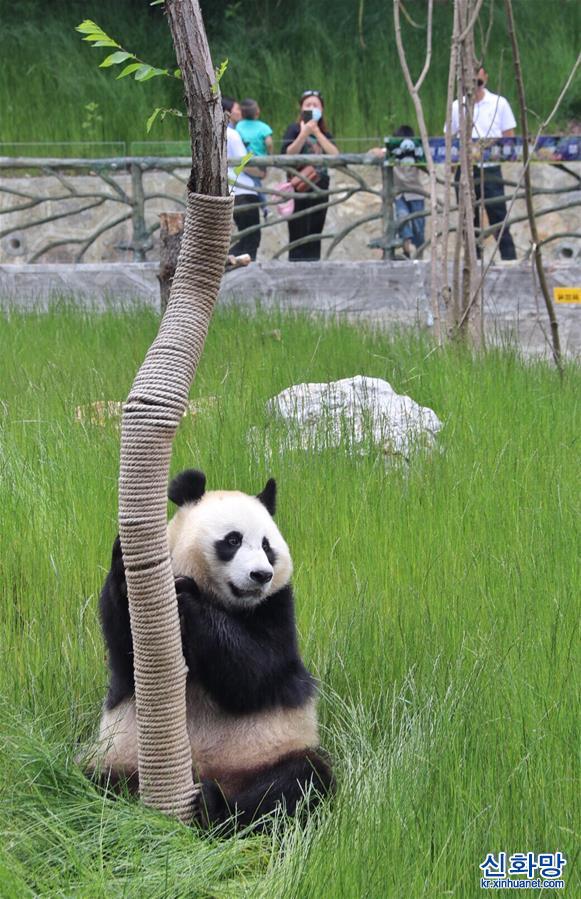 （环境）（4）九寨沟大熊猫园开园迎客