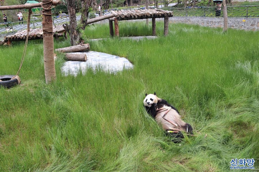 （环境）（2）九寨沟大熊猫园开园迎客