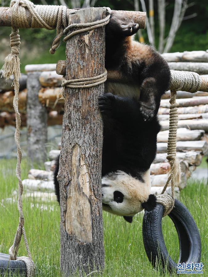 （环境）（7）九寨沟大熊猫园开园迎客