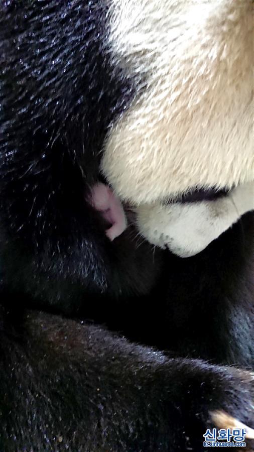 （社会）（3）大陆赠台大熊猫“圆圆”顺利产下“二胎”