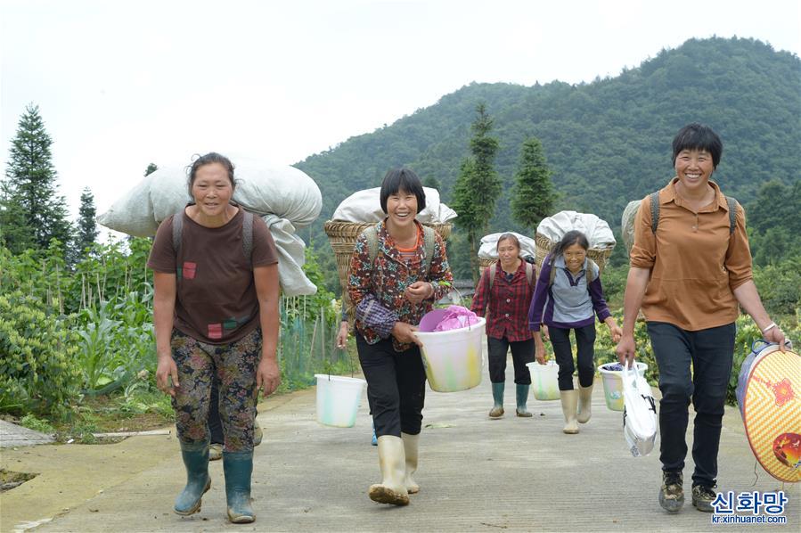 （经济）（5）贵州绥阳：做大做强金银花产业助农增收