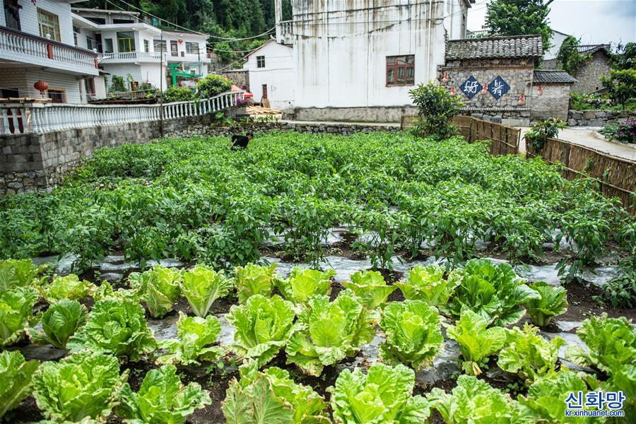 （经济）（4）贵州六枝：小康菜园点靓美丽乡村