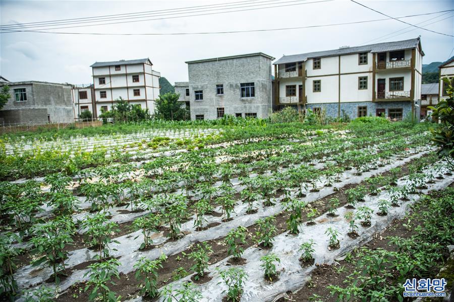 （经济）（5）贵州六枝：小康菜园点靓美丽乡村