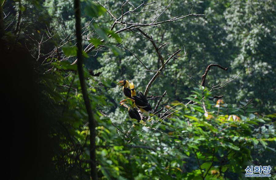 （图文互动）（1）云南德宏拍摄到双角犀鸟雏鸟出巢珍贵影像