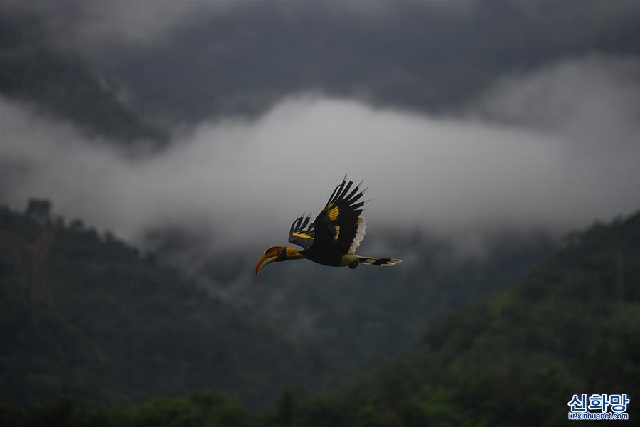 （图文互动）（7）云南德宏拍摄到双角犀鸟雏鸟出巢珍贵影像