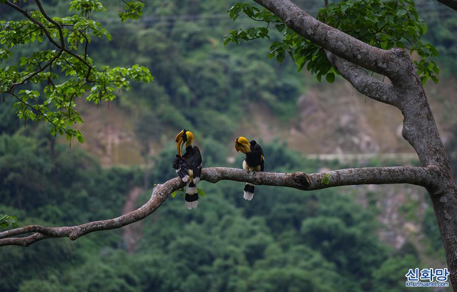 （图文互动）（5）云南德宏拍摄到双角犀鸟雏鸟出巢珍贵影像