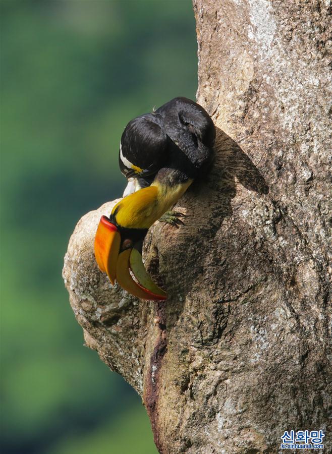 （图文互动）（9）云南德宏拍摄到双角犀鸟雏鸟出巢珍贵影像