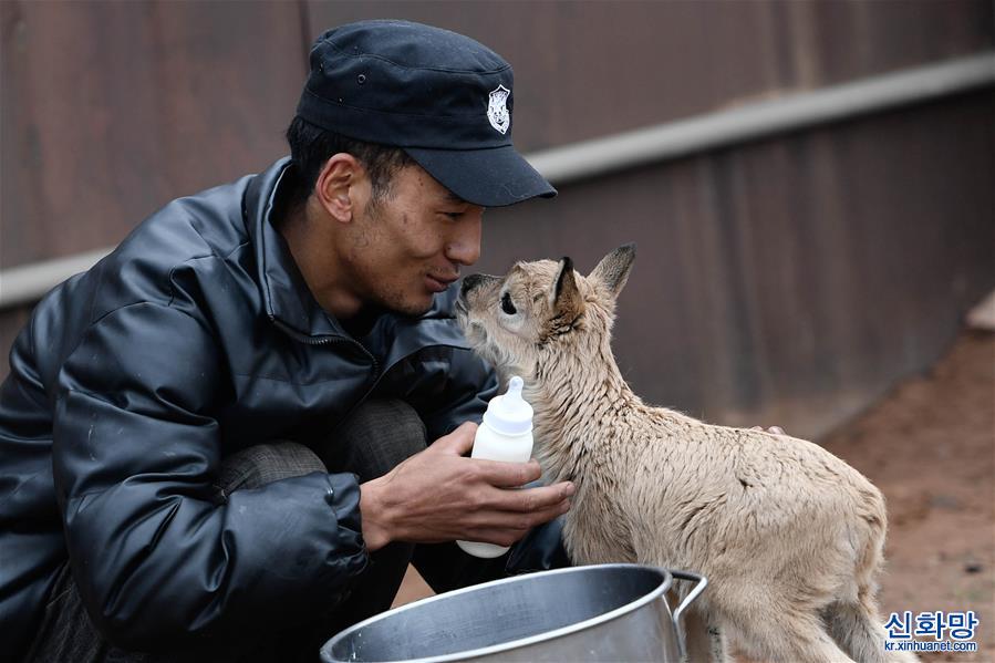 （环境）（2）可可西里11只藏羚羊幼仔得到救助