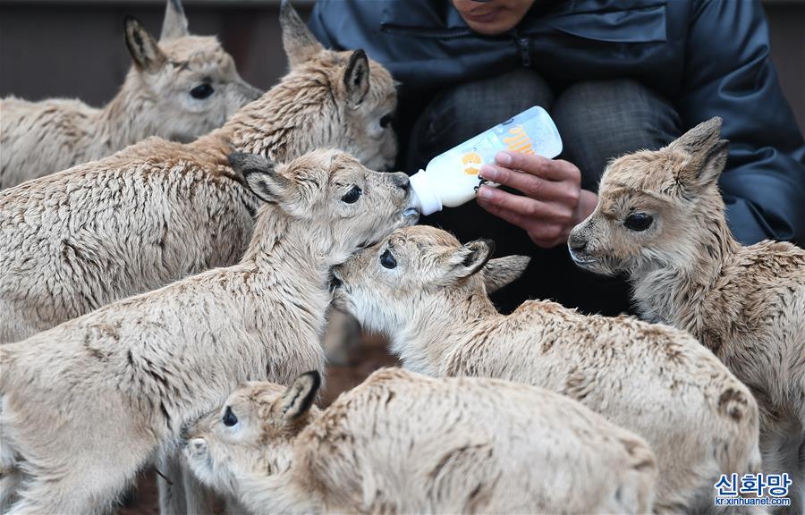 （环境）（6）可可西里11只藏羚羊幼仔得到救助