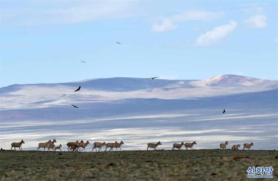 （环境）（2）羌塘自然保护区：悠闲的藏羚羊