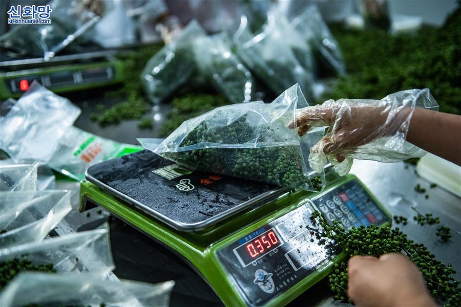 （经济）（5）贵州桐梓：花椒产业促增收