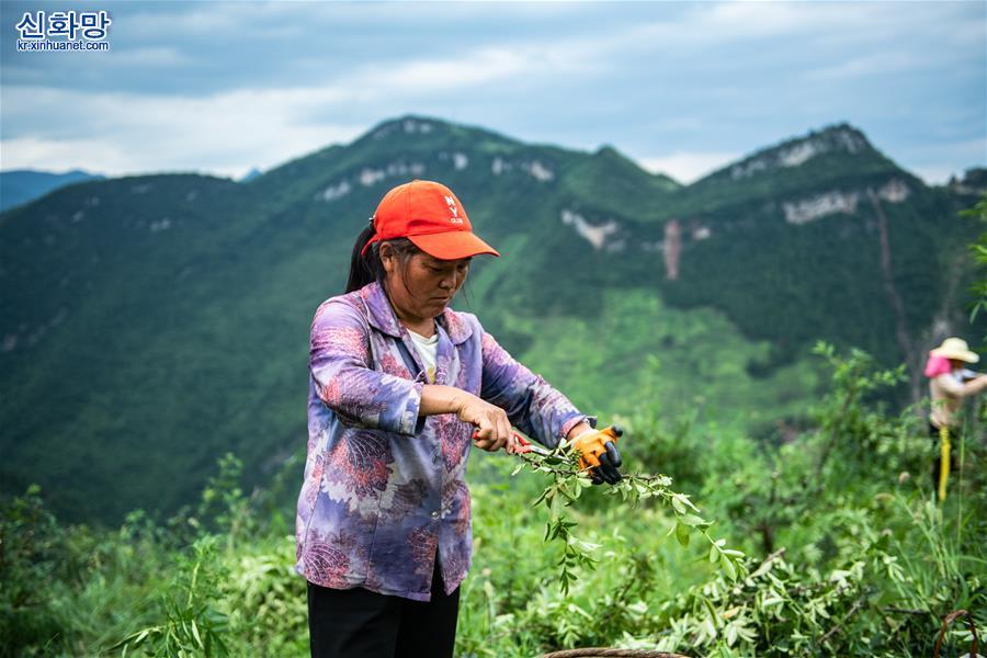 （经济）（2）贵州桐梓：花椒产业促增收