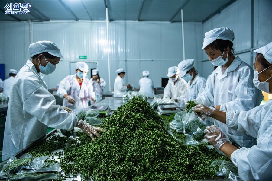 （经济）（4）贵州桐梓：花椒产业促增收
