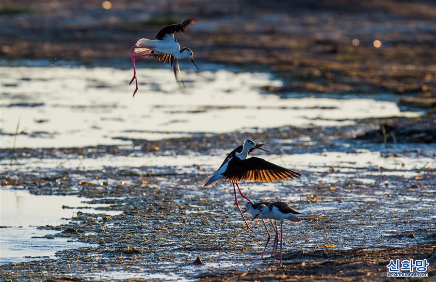 （环境）（3）候鸟安居鄂尔多斯湿地