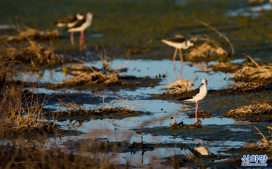 （环境）（8）候鸟安居鄂尔多斯湿地