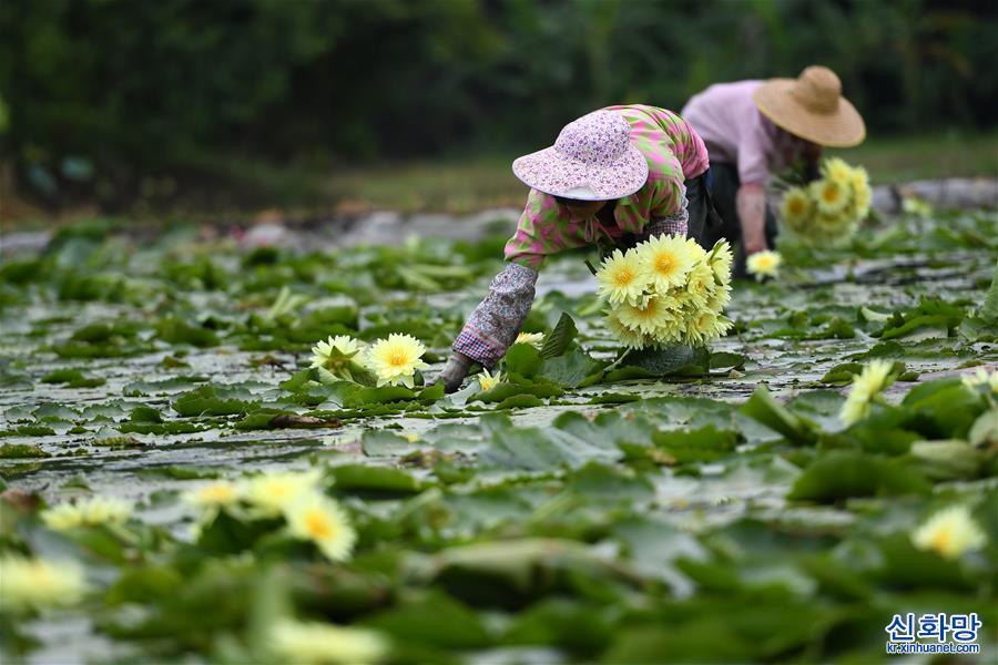 #（經濟）（1）廣西柳州：九品香水蓮花採摘忙