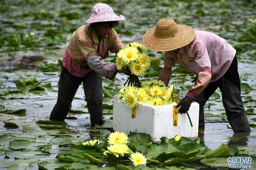 #（新華視界）（1）廣西柳州：九品香水蓮花採摘忙