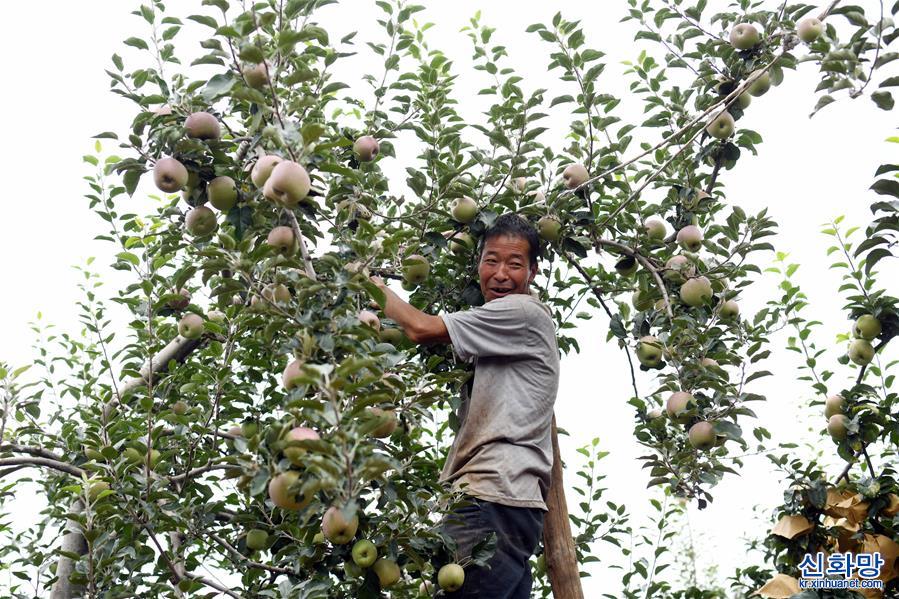 （走向我们的小康生活）（4）云南昭通：苹果产业富农家