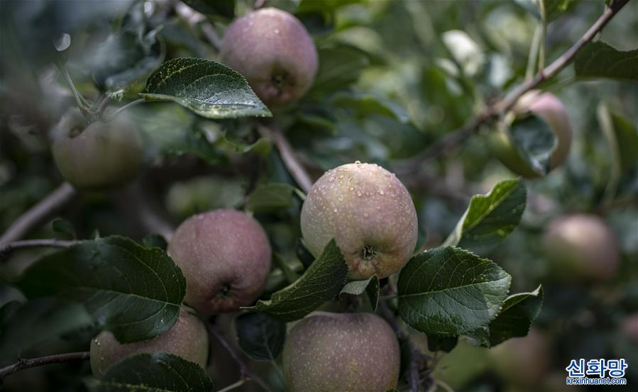 （走向我们的小康生活）（3）云南昭通：苹果产业富农家