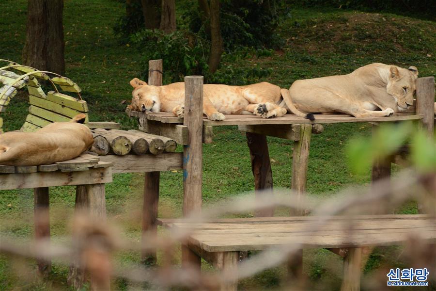 （国际疫情）（7）乌干达：动物园重新开放