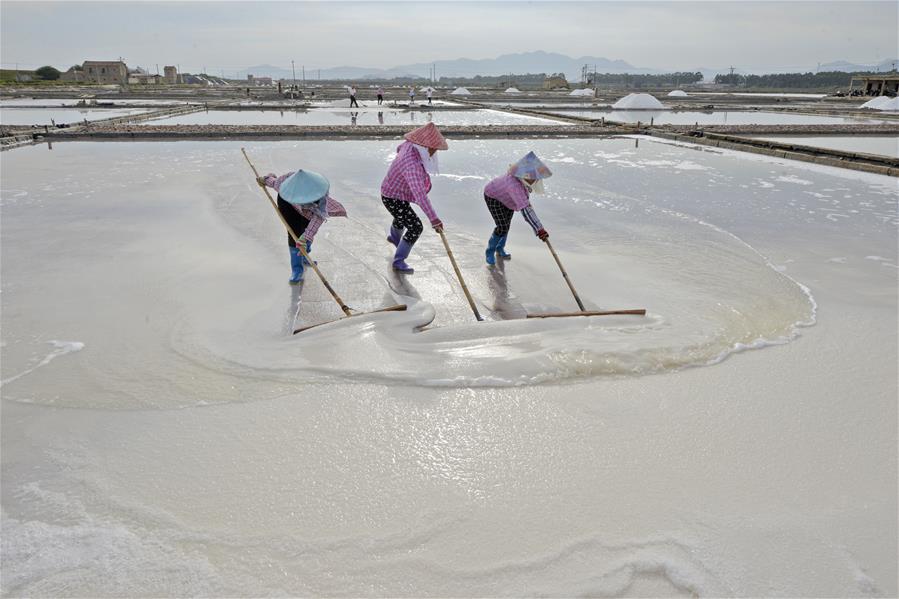 #（社會）（1）福建泉州：防禦颱風 搶收原鹽