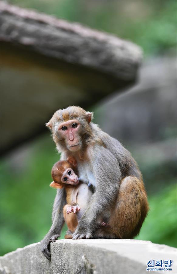 （環境）（1）重慶渝北：生態環境改善 野生獼猴聚集