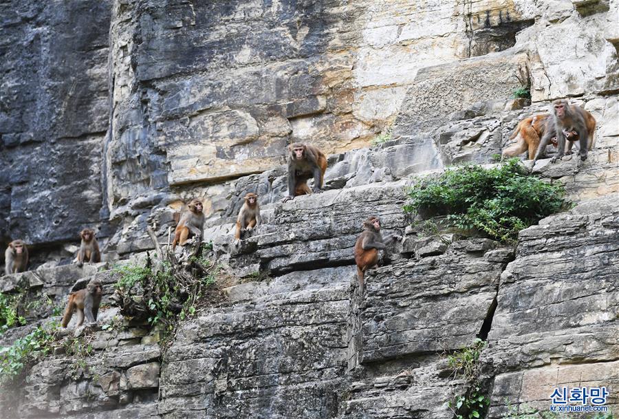 （环境）（5）重庆渝北：生态环境改善 野生猕猴聚集