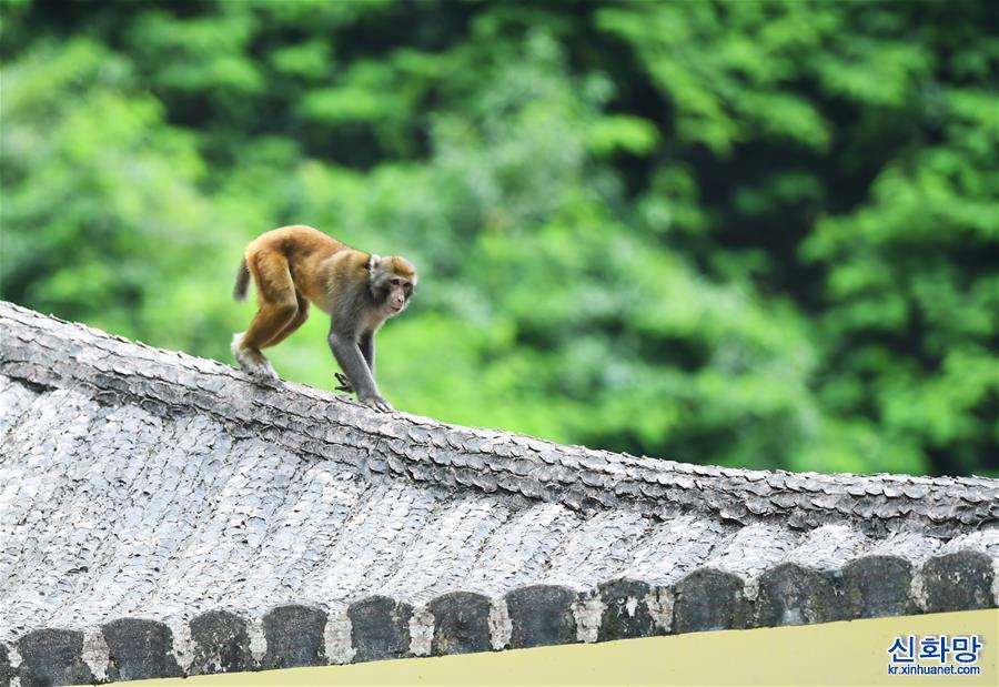 （环境）（6）重庆渝北：生态环境改善 野生猕猴聚集