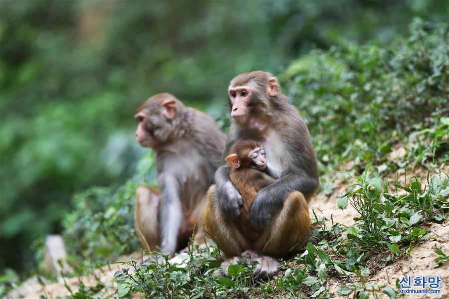 （环境）（4）重庆渝北：生态环境改善 野生猕猴聚集