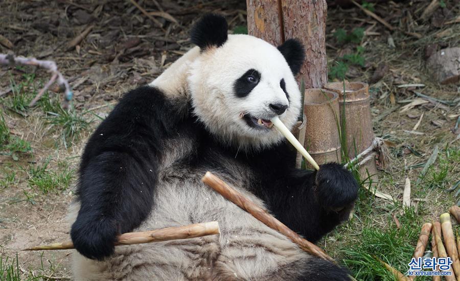 （环境）（1）青海西宁：大熊猫乐享高原生活