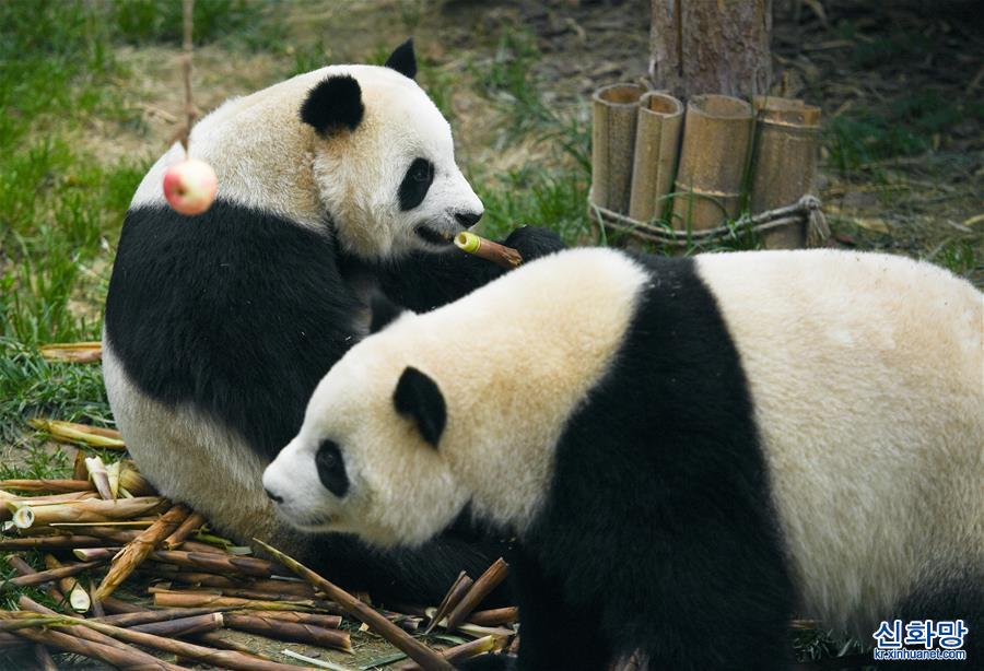 （环境）（5）青海西宁：大熊猫乐享高原生活