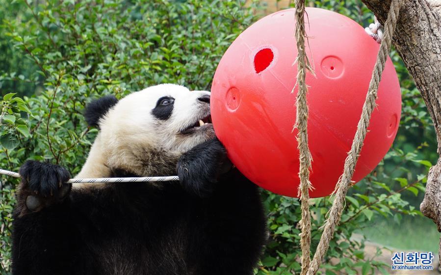 （环境）（9）青海西宁：大熊猫乐享高原生活