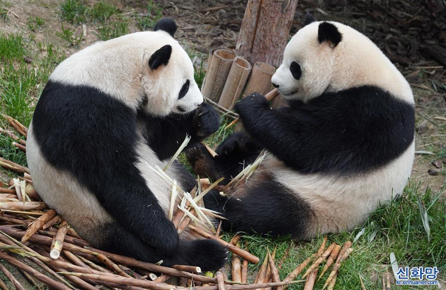 （环境）（4）青海西宁：大熊猫乐享高原生活