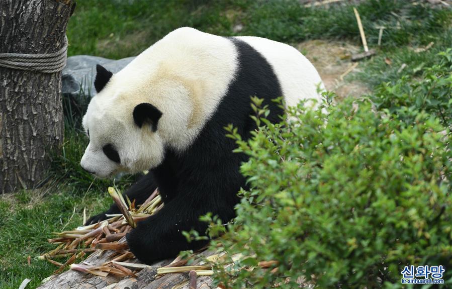 （环境）（2）青海西宁：大熊猫乐享高原生活