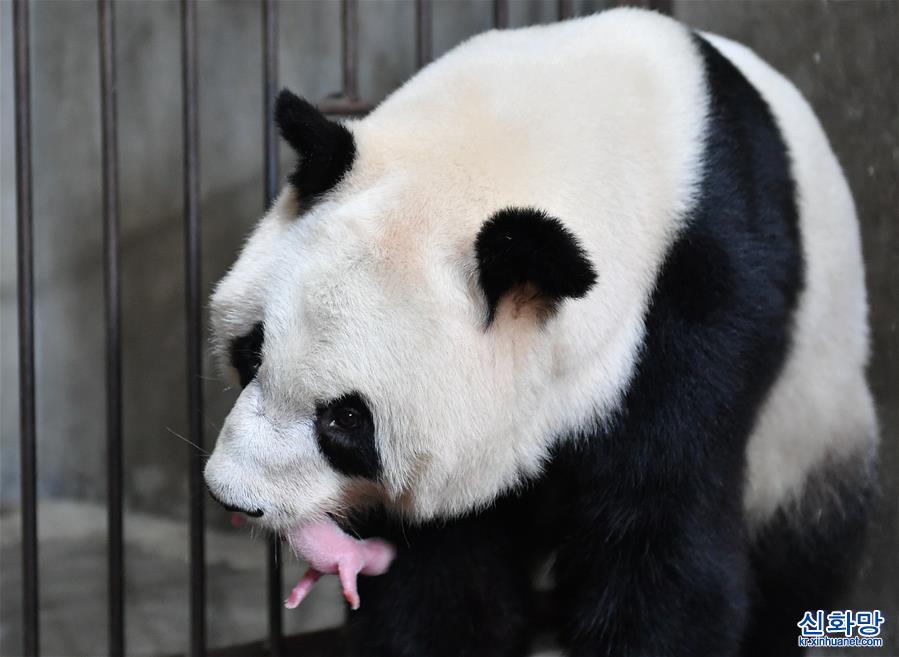 （图文互动）（1）三喜临门！两只大熊猫相继诞下“仨闺女”