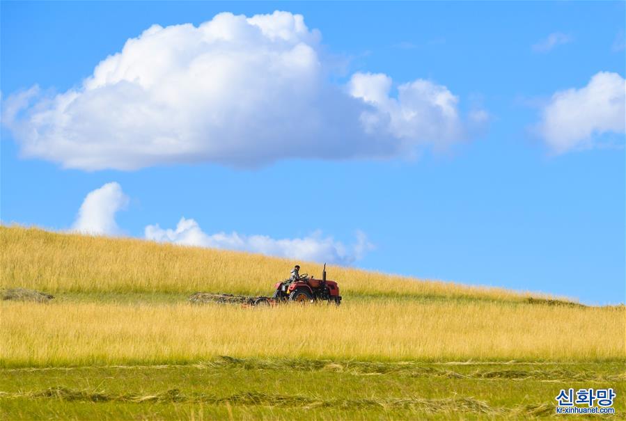 （社會）（4）內蒙古錫林郭勒：草原迎來打草季