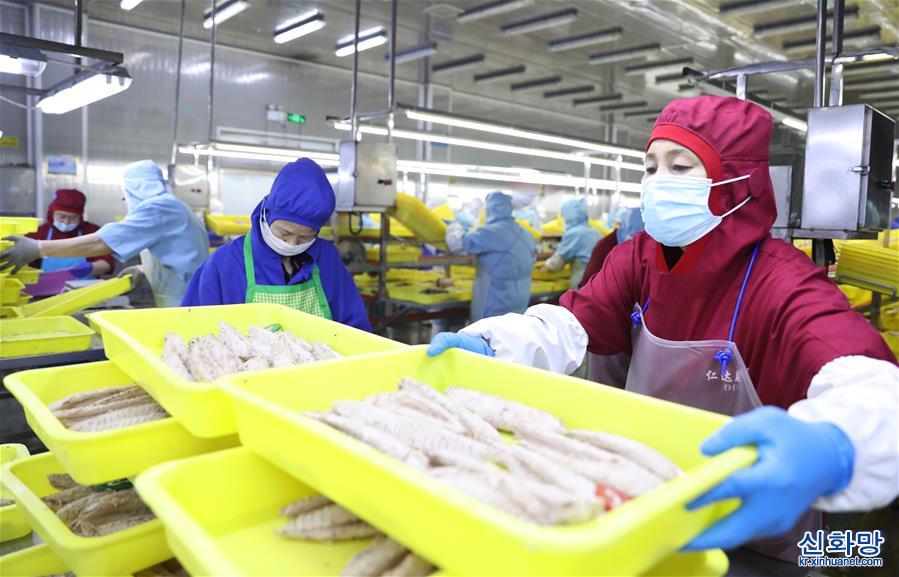 （落实“六稳”“六保”一线见闻）（3）辽宁东港：鱼产品加工生产平稳