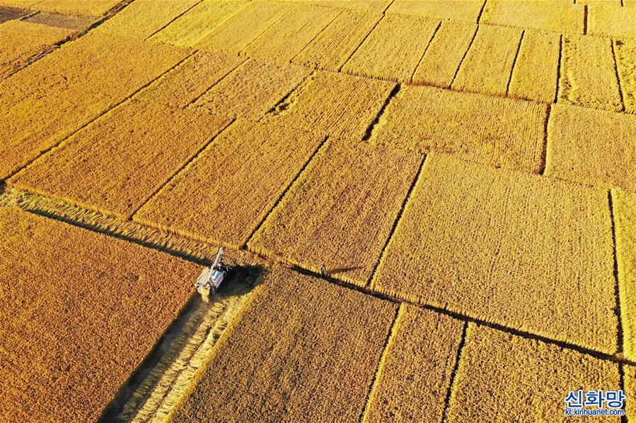 （经济）（3）河北滦州：水稻丰收 遍地金黄