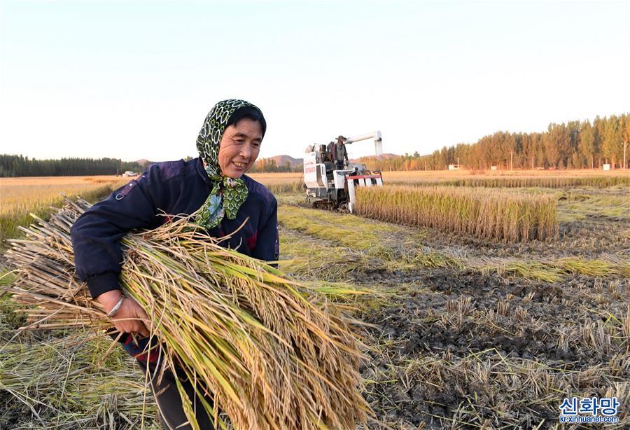 （经济）（4）河北滦州：水稻丰收 遍地金黄