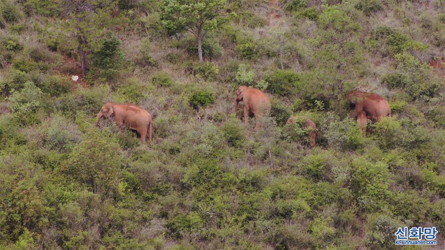 （环境）（2）云南北移亚洲象群向南迁移返回峨山县